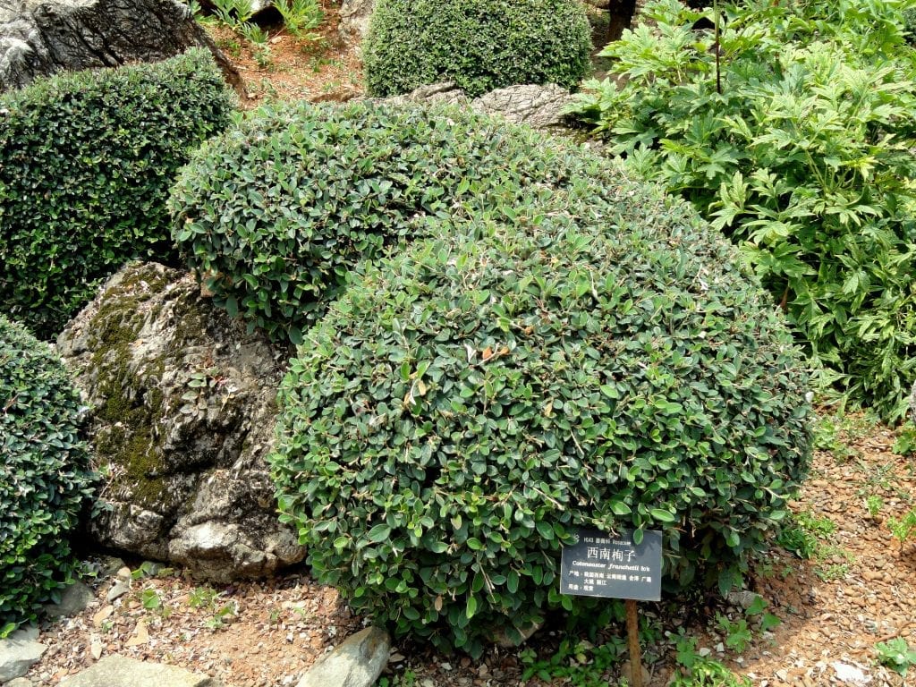 Cotoneaster franchetii: cultivo, poda y frutos de invierno