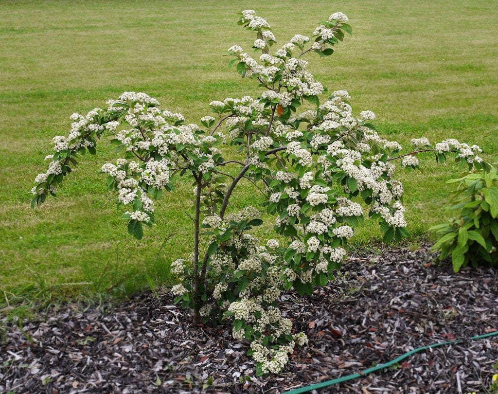 Cotoneaster lacteus: cuidados, poda correcta y usos