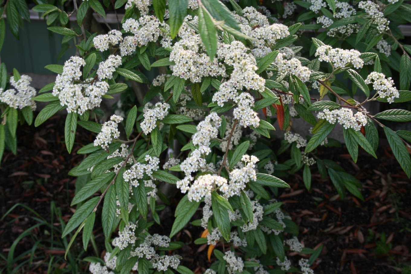 Cotoneaster: cuidados, poda, especies y fuego bacteriano