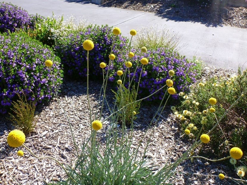 Craspedia globosa entre otras flores en un macizo de jardín