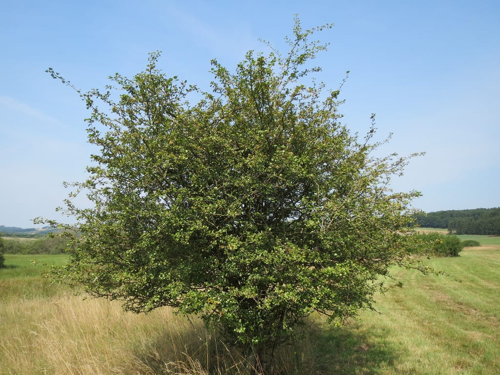 Crataegus laevigata: cultivo, poda y cuidados del espino