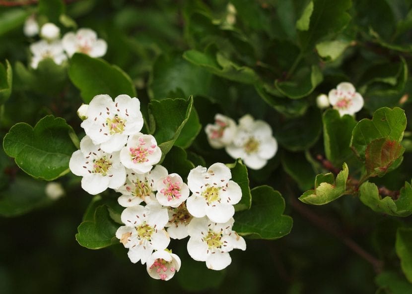 Ramas de Crataegus laevigata cubiertas de flor blanca en primavera