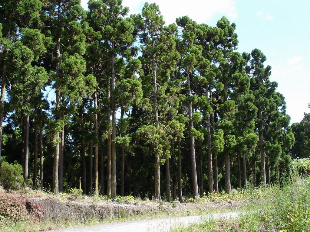 Cryptomeria japonica: cultivo, poda y clima adecuado