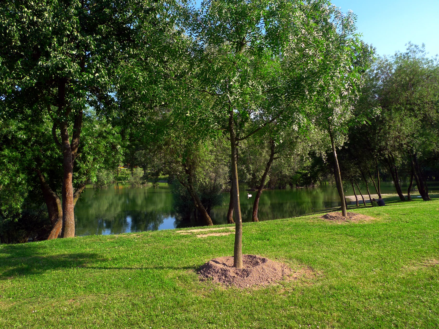 Cuándo plantar árboles: fechas por especie y zona