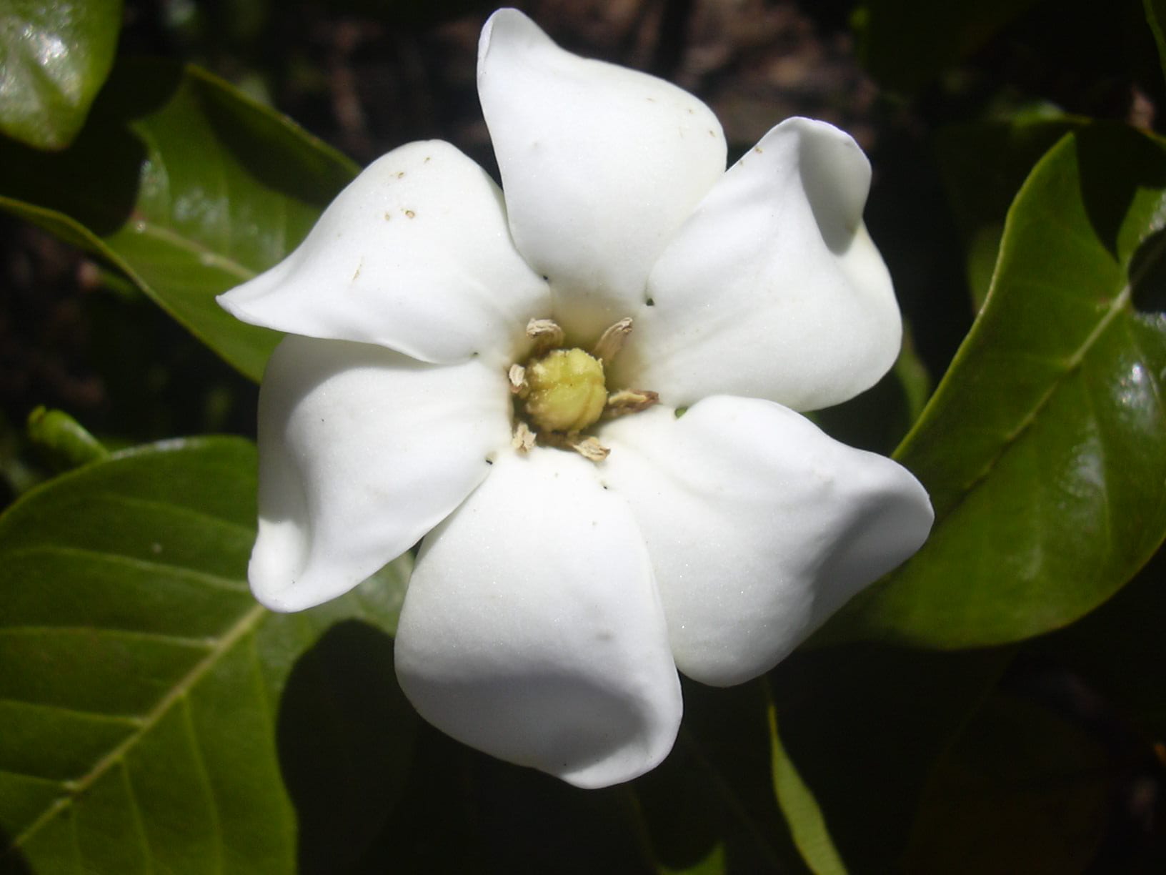 Cuidados de la gardenia: sustrato ácido, riego y poda