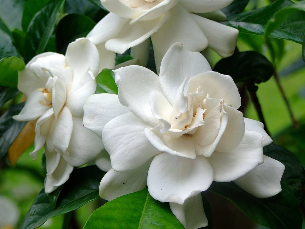 Gardenia jasminoides en flor