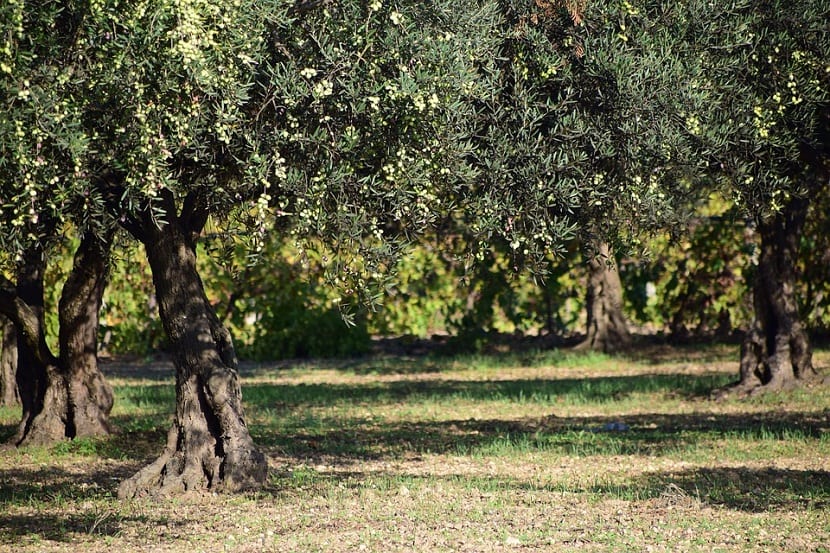 Olivar adulto en el que se han reinjertado los árboles