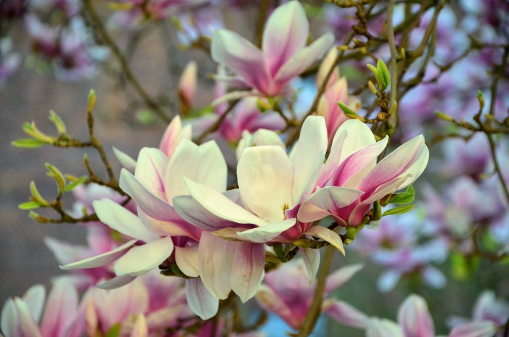 Magnolia en plena floración