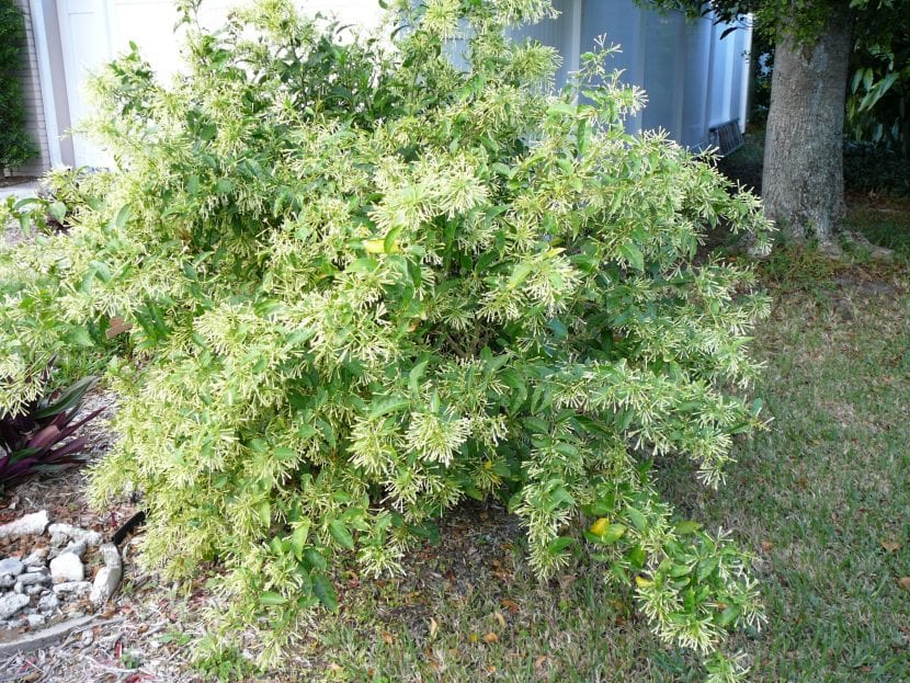 Ejemplar de Cestrum nocturnum o dama de noche con sus ramas arqueadas