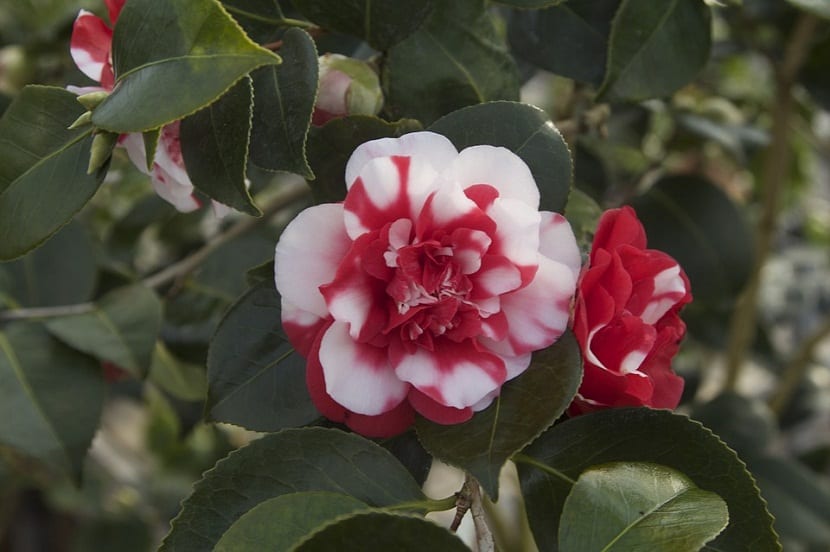 Camelia de Japón: cuidados, cultivo, suelo y riego