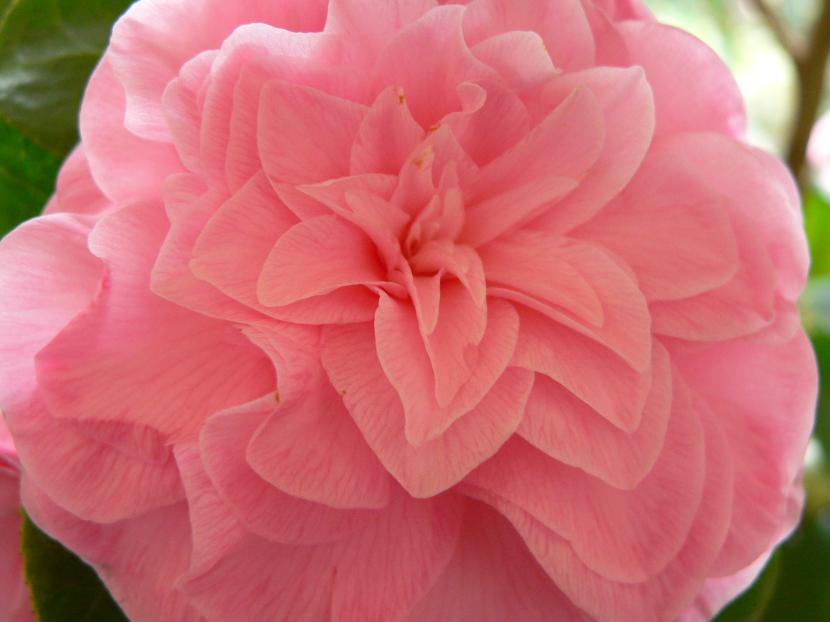 Camelia japonica de flor rosa