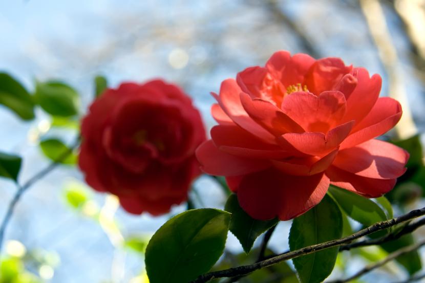 Flor de Camellia japonica de color rojo