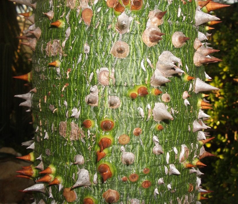 Tronco espinoso y ensanchado de Ceiba speciosa