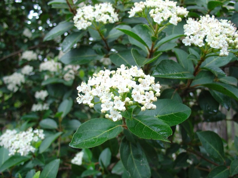 Arbusto de durillo (Viburnum tinus) con follaje perenne