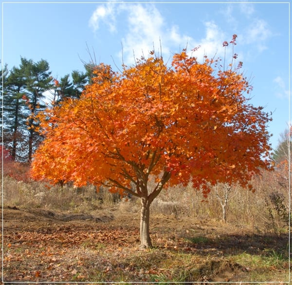 Arce de Corea (Acer pseudosieboldianum): cultivo y cuidados