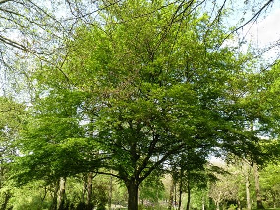 El haya (Fagus sylvatica): dónde crece y cómo cultivarla