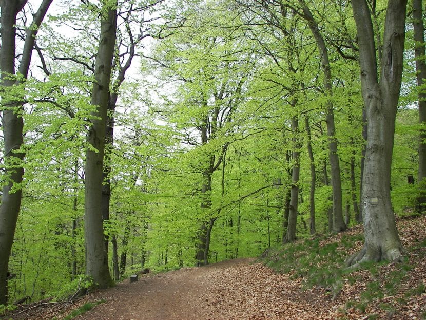 Hayedo con troncos grises y hojarasca en otoño