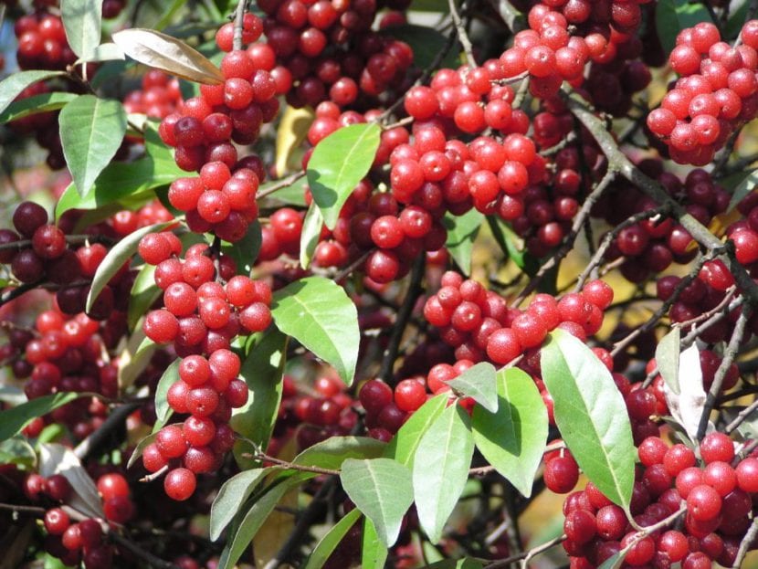Frutos rojos moteados de Elaeagnus umbellata