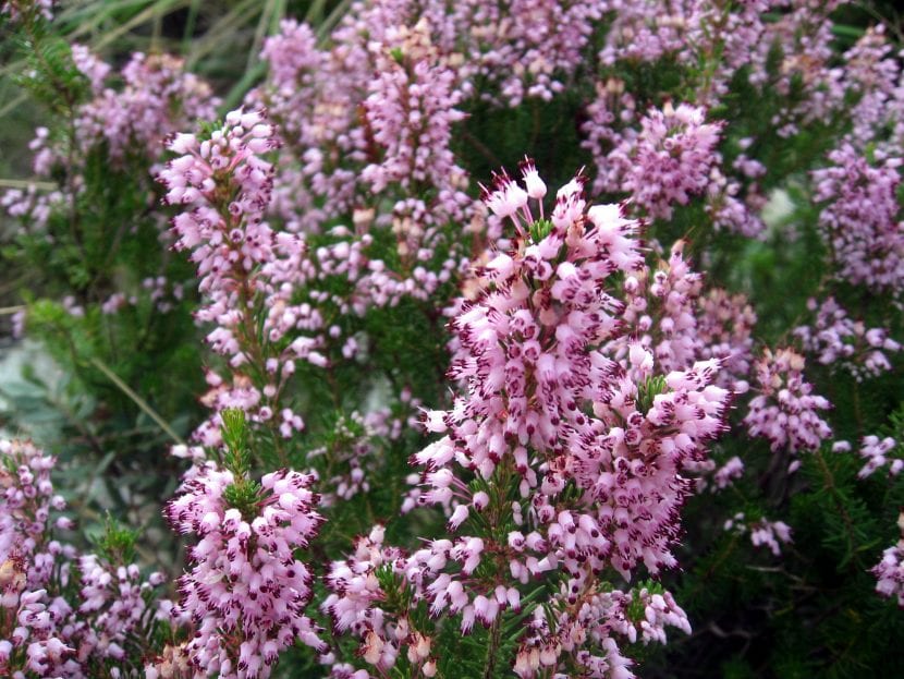 Mata de Erica multiflora en flor