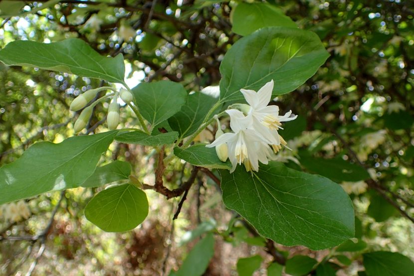 Flores blancas colgantes del estoraque, Styrax officinalis