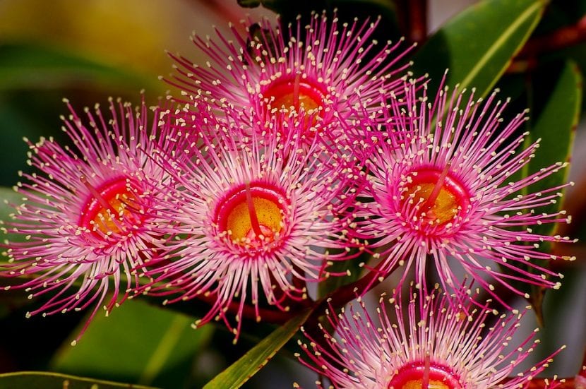 Flores de eucalipto con sus estambres