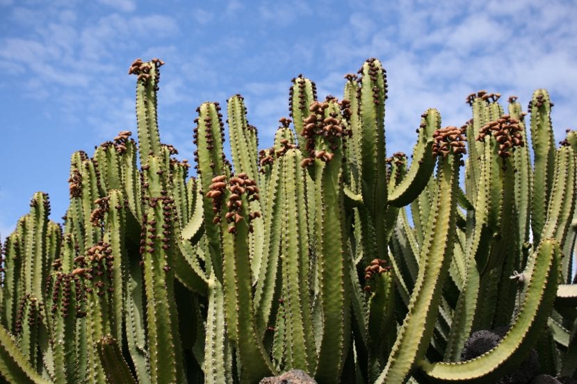 Ejemplar adulto de Euphorbia canariensis o cardón