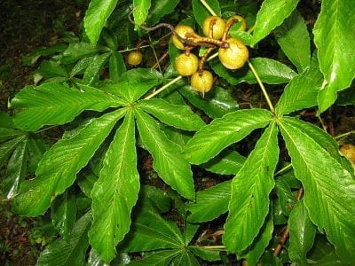 Hojas palmeadas de gran tamaño del Aesculus turbinata