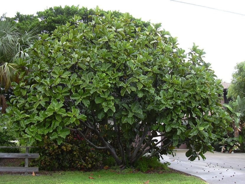 Ejemplar de Ficus lyrata con sus grandes hojas en forma de lira