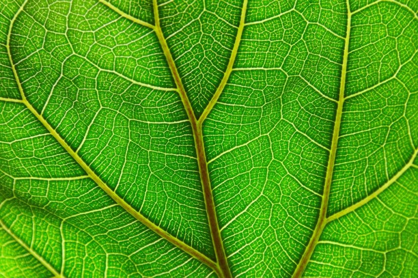 Detalle de la hoja del Ficus lyrata con la nervadura marcada