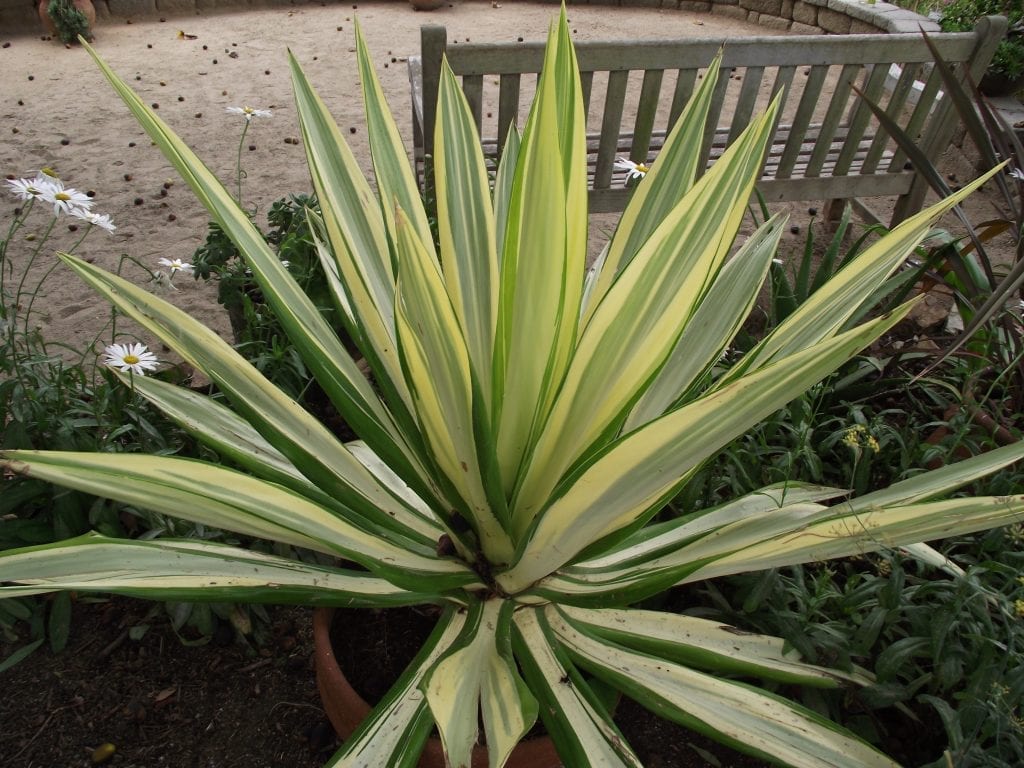 Furcraea foetida Mediopicta: cuidados y cultivo en el jardín seco