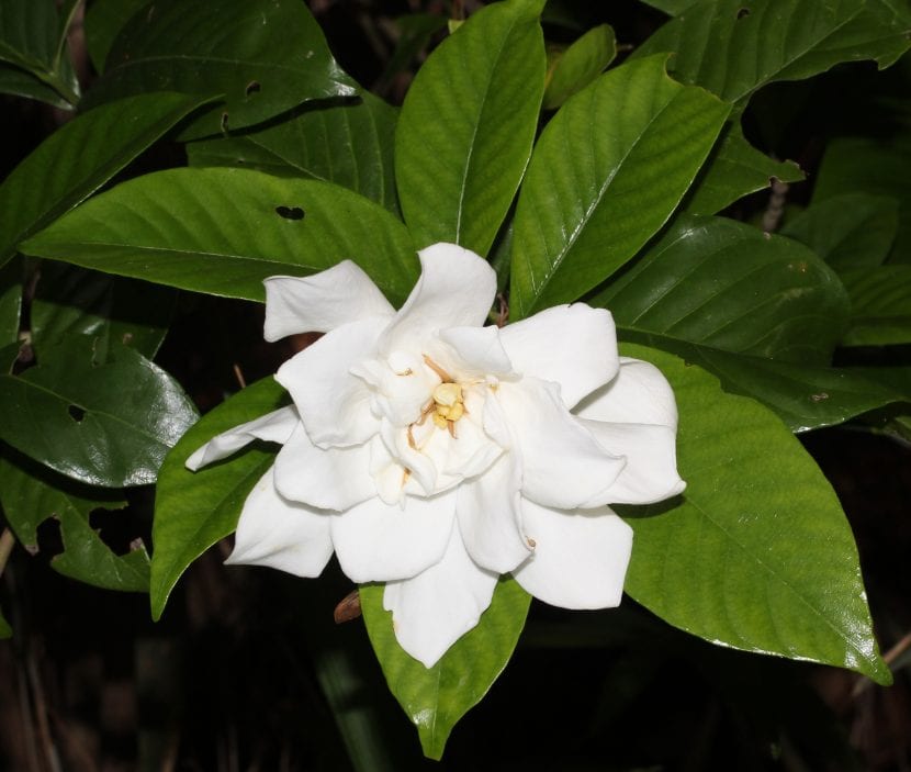Flor blanca de Gardenia jasminoides abierta entre hojas verde oscuro