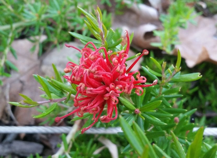 Arbusto de Grevillea juniperina en flor