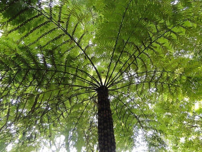 Helecho arbóreo: especies, cultivo y protección invernal
