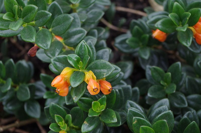 Hipocirta (Nematanthus): cuidados, poda y cómo hacerla florecer