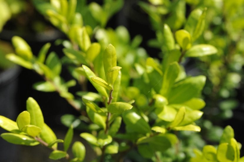 Hojas pequeñas y crenadas del Ilex crenata