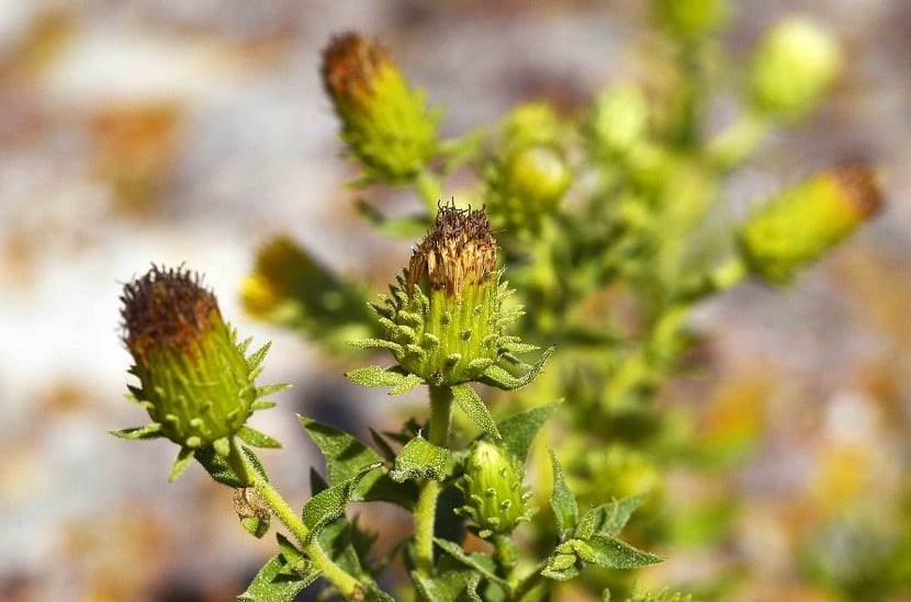 Flores amarillas de la Jasonia glutinosa o té de roca