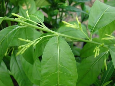 Ramas floridas de Cestrum nocturnum con sus flores tubulares blanco verdosas