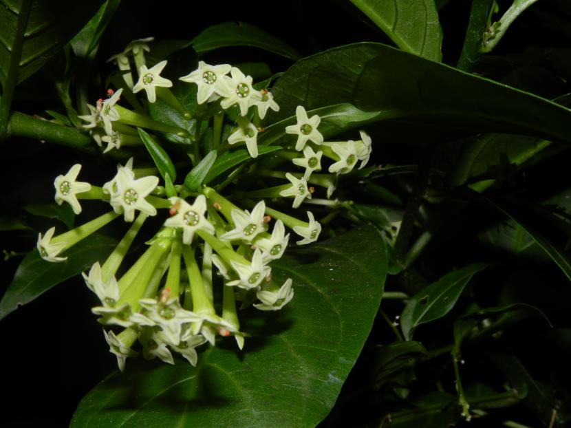 Jazmín de noche (Cestrum nocturnum): cultivo y poda