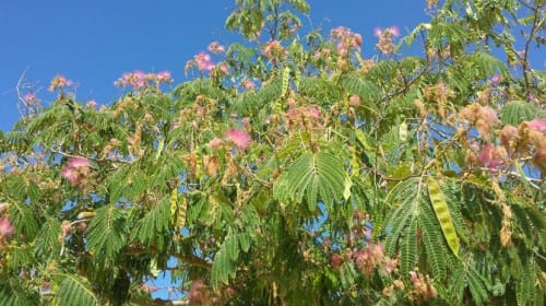 Flores rosadas en brocha de Albizia julibrissin