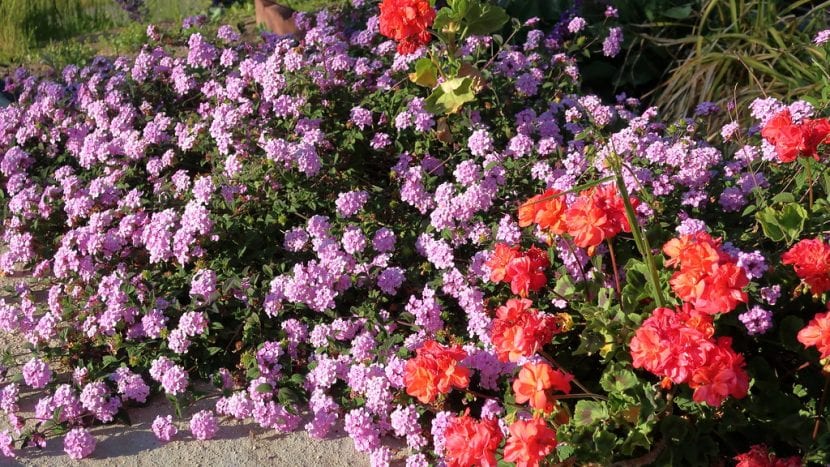 Mata de Lantana montevidensis cubierta de flores lila