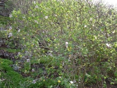 Arbusto de Lavatera acerifolia cubierto de flores rosas