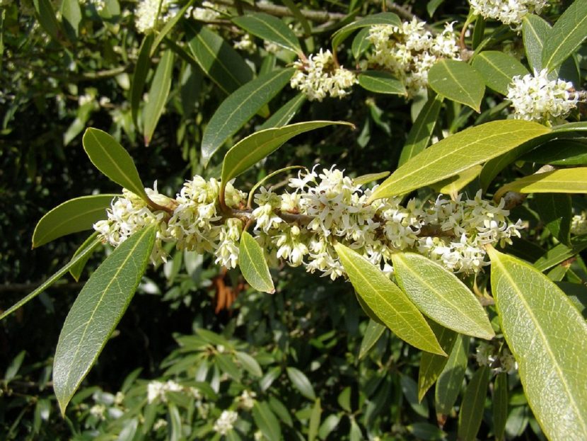 Rama de Osmanthus cargada de pequeñas flores blancas
