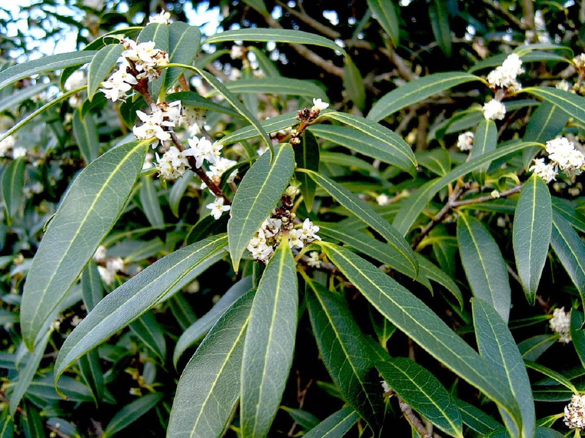 Osmanthus: especies, cuidados y poda del osmanto