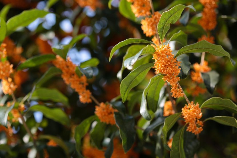 Osmanthus fragrans con flores anaranjadas