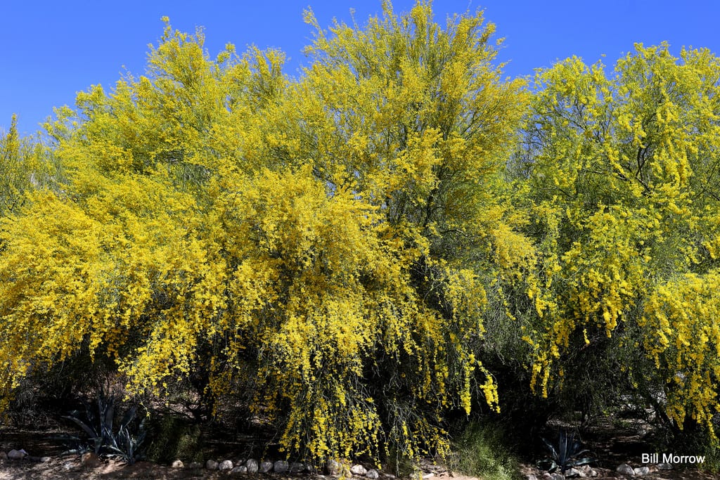 Parkinsonia o palo verde: especies y cuidados