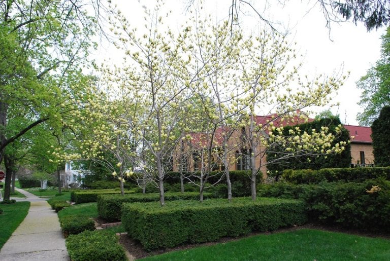 Pequeños árboles ornamentales creciendo en una zona sombreada del jardín