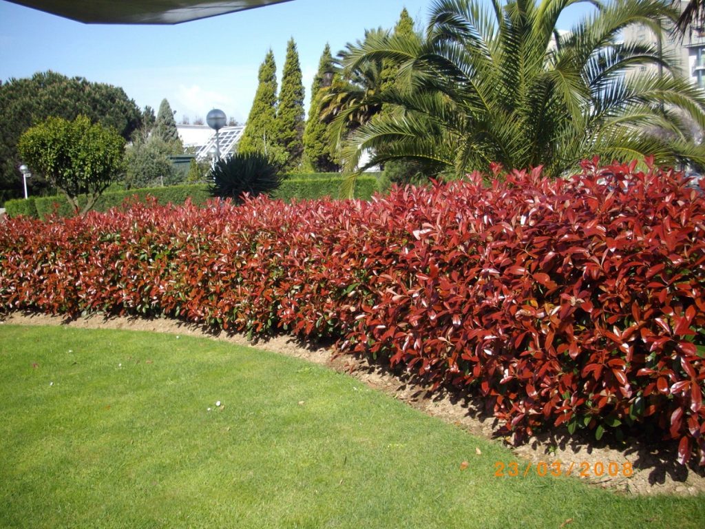 Seto de fotinia de hoja roja empleado como pantalla decorativa en un jardín