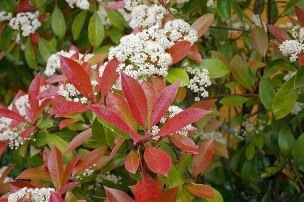 Photinia glabra con sus corimbos de flores blancas en primavera