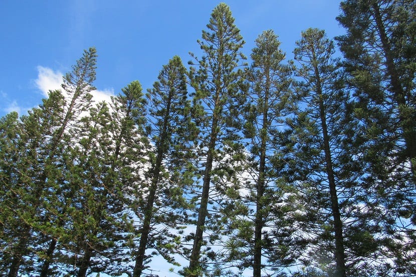 Ejemplares de Araucaria columnaris de gran altura y porte columnar