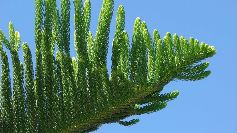 Detalle de una rama verde de pino de Cook con hojas escuamiformes